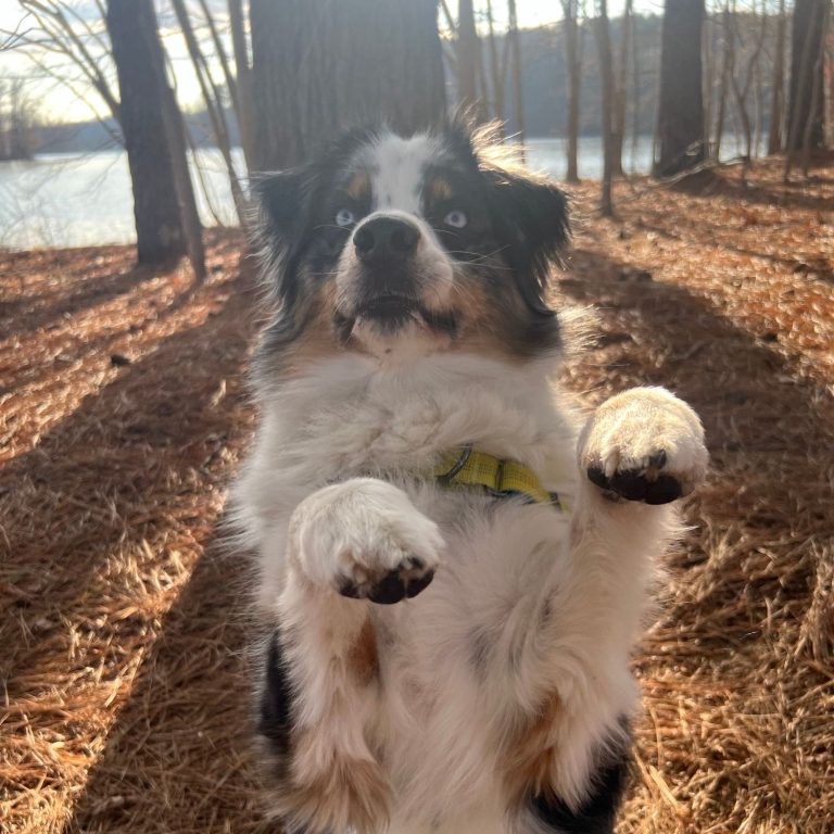 Omni Expandable Leash Review